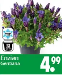 Wreesmann Enzian Gentiana Angebot