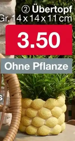 Woolworth Übertopf Angebot