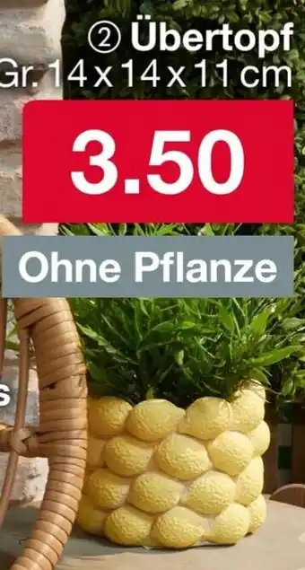 Woolworth Übertopf Angebot