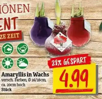 nah & gut Amaryllis In Wachs Angebot