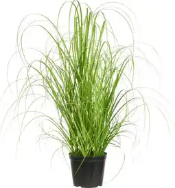 Mömax mömax modern living Grasbündel Patrick Angebot