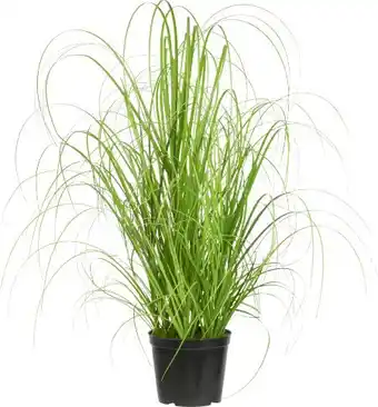 Mömax mömax modern living Grasbündel Patrick Angebot