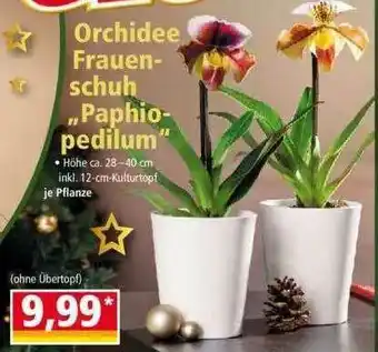 Norma Orchidee Frauenschuh „paphiopedilum“ Angebot