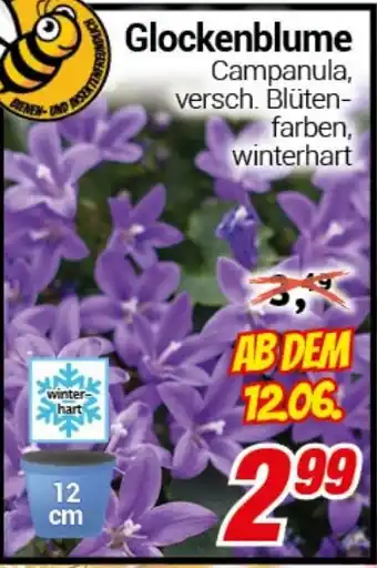 CENTERSHOP Glockenblume Angebot