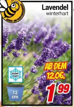 CENTERSHOP Lavendel Angebot