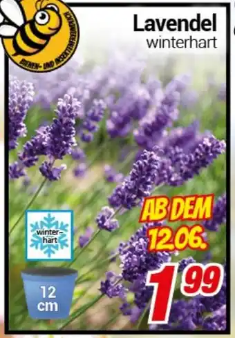 CENTERSHOP Lavendel Angebot