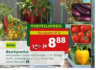 Pflanzen Kölle Naschgemüse Angebot