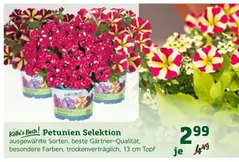 Pflanzen Kölle Petunien selektion Angebot