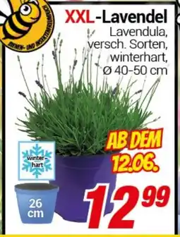 CENTERSHOP XXL-Lavendel Angebot