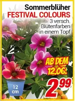 CENTERSHOP Sommerblüher FESTIVAL COLOURS Angebot