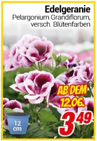 CENTERSHOP Edelgeranie Angebot