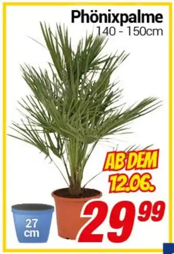 CENTERSHOP Phönixpalme Angebot
