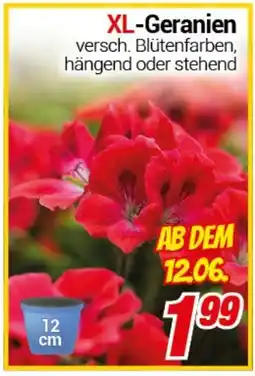 CENTERSHOP XL-Geranien Angebot