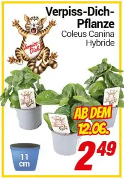 CENTERSHOP Verpiss-Dich Pflanze Angebot