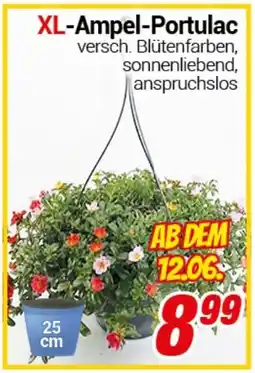CENTERSHOP XL-Ampel-Portulac Angebot