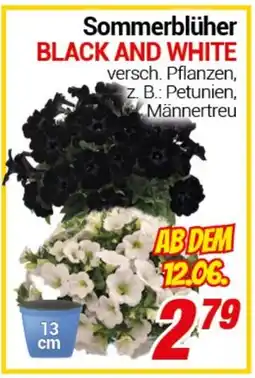 CENTERSHOP Sommerblüher BLACK AND WHITE Angebot