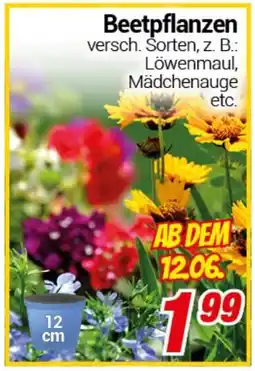CENTERSHOP Beetpflanzen Angebot