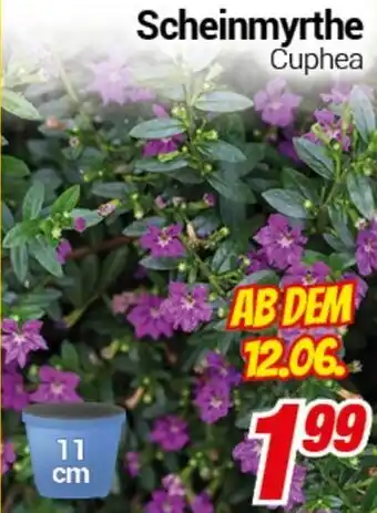 CENTERSHOP Scheinmyrthe Angebot