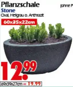 Wreesmann Pflanzschale Stone Angebot