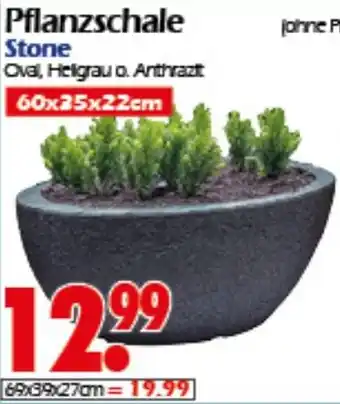 Wreesmann Pflanzschale Stone Angebot