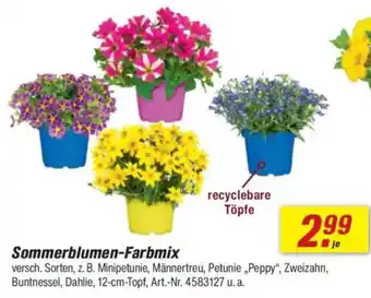 toom Baumarkt Sommerblumen-Farbmix Angebot