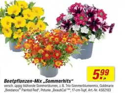 toom Baumarkt Beetpflanzen-Mix,,Sommerhits" Angebot