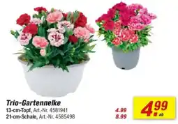 toom Baumarkt Trio-Gartennelke Angebot