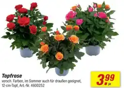 toom Baumarkt Topfrose Angebot