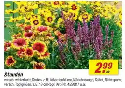 toom Baumarkt Stauden Angebot