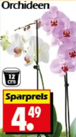 Wreesmann Orchideen Angebot