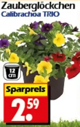 Wreesmann Zauberglöckchen Calibrachoa TRIO Angebot