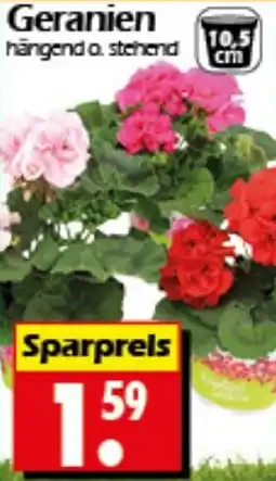 Wreesmann Geranien Angebot