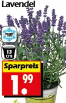 Wreesmann Lavendel Angebot