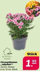 NETTO Chrysanthemen ,,Jellyfish" Angebot