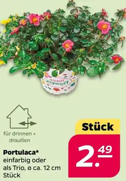 NETTO Portulaca Angebot