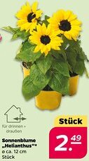 NETTO Sonnenblume Helianthus Angebot