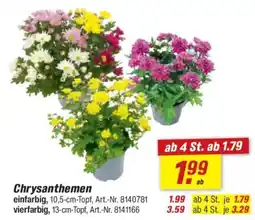 toom Baumarkt Chrysanthemen Angebot