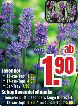 B1 Discount Baumarkt Lavendel Angebot