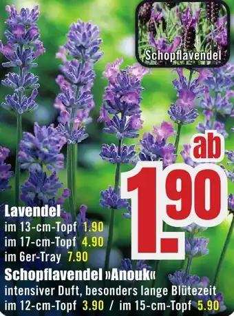 B1 Discount Baumarkt Lavendel Angebot