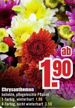 B1 Discount Baumarkt Chrysanthemen Angebot