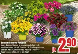 B1 Discount Baumarkt Sommerblumen-Farbmix Angebot