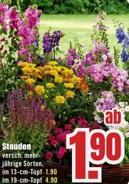 B1 Discount Baumarkt Stauden Angebot