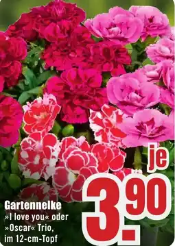 B1 Discount Baumarkt Gartennelke Angebot
