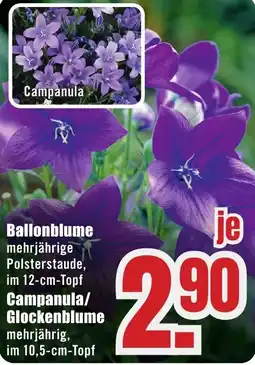 B1 Discount Baumarkt Ballonblume Angebot