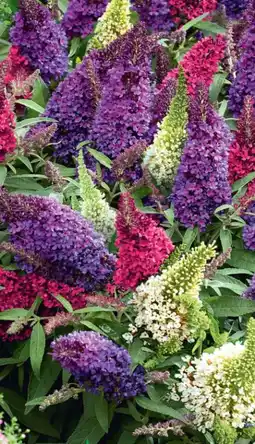Hagebau Sommerflieder Buddleja davidii Angebot