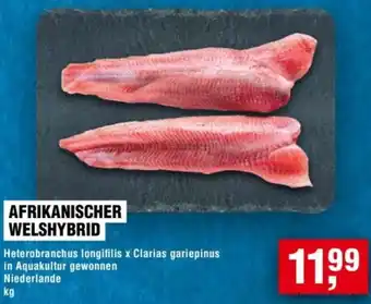 Handelshof Afrikanischer welshybrid Angebot