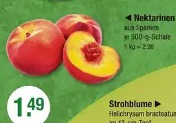 V Markt Nektarinen Angebot