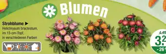 V Markt Strohblume Angebot