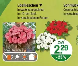 V Markt Edellieschen Angebot