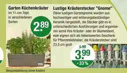 V Markt Garten küchenkräuter Angebot